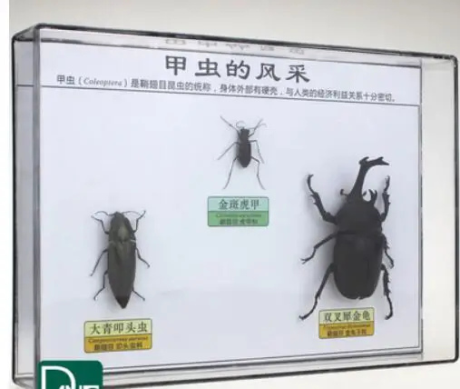 3/5/8 стержень виды образцы насекомых жук cicindela aurulenta Fabricius rypoxylus олень научно-учебного оборудования - Цвет: Красный