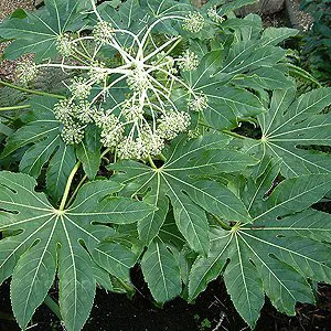 

30 Pcs Castor Bean White Bonsai Ricinus Communis Tropical Look Fast Growing Plants For Home Garden plantas naturales