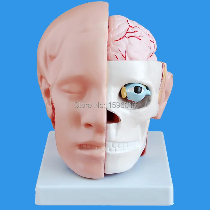 HOT Human Head with Brain and Artery Model 10 parts, Head attached cerebral artery Model HOT Human Head with Brain and Artery Model 10 parts, Head attached cerebral artery Model