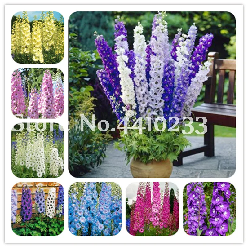 

Cheap 200 Pcs Different Colors Delphinium Bonsai Rocket Larkspur Bonsai Consolida Ajacis Delphinium Flowers DIY Home Garden