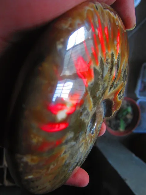 Best Price 497g(1.09 lb) Iridescent Ammonite Ammolite Specimen Fossil Madagascar BFB1215