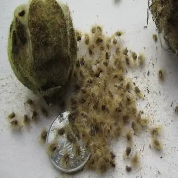 Купить Семена Гибискуса На Озон