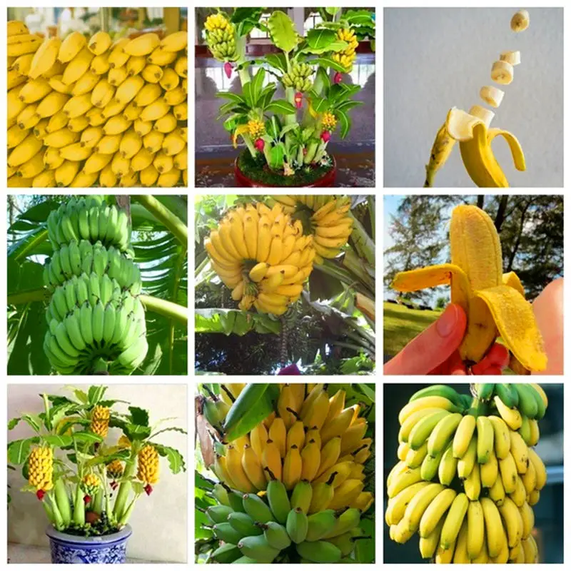 

BONSAI 50pcs Giant Banana Sweet Orangic Fruit Tree Bonsai Edible Potted Planting for Home Garden Supplies