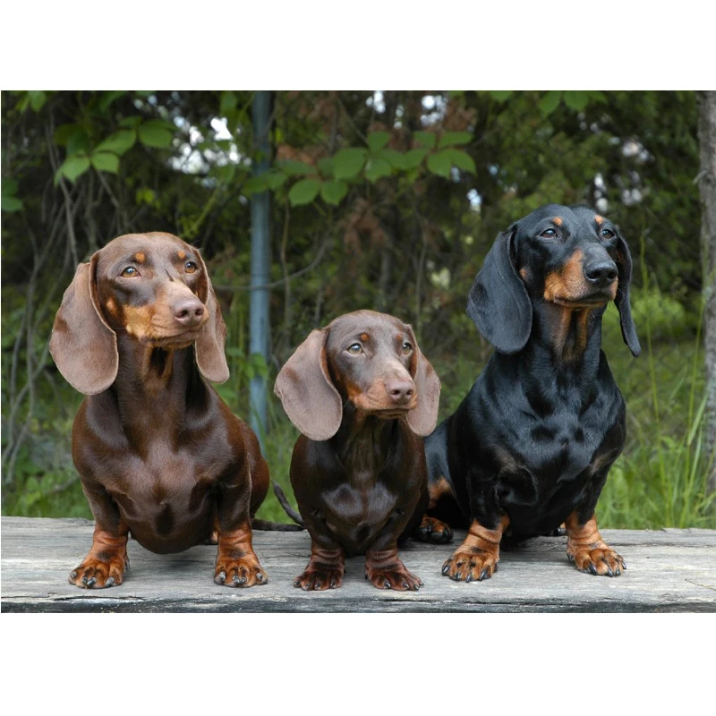 

Dachshund Dog Diamond Painting Cross Stitch handmade Diamond Embroidery full Square Drill Diamond Mosaic Home Decor, JS4086