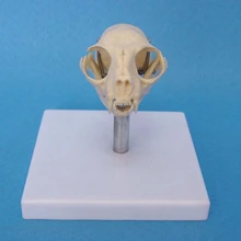 Кошачья голова кости модель скелета, черепа кошка череп анатомический модель обучение медицине ветеринарная анатомия модель скелета животных