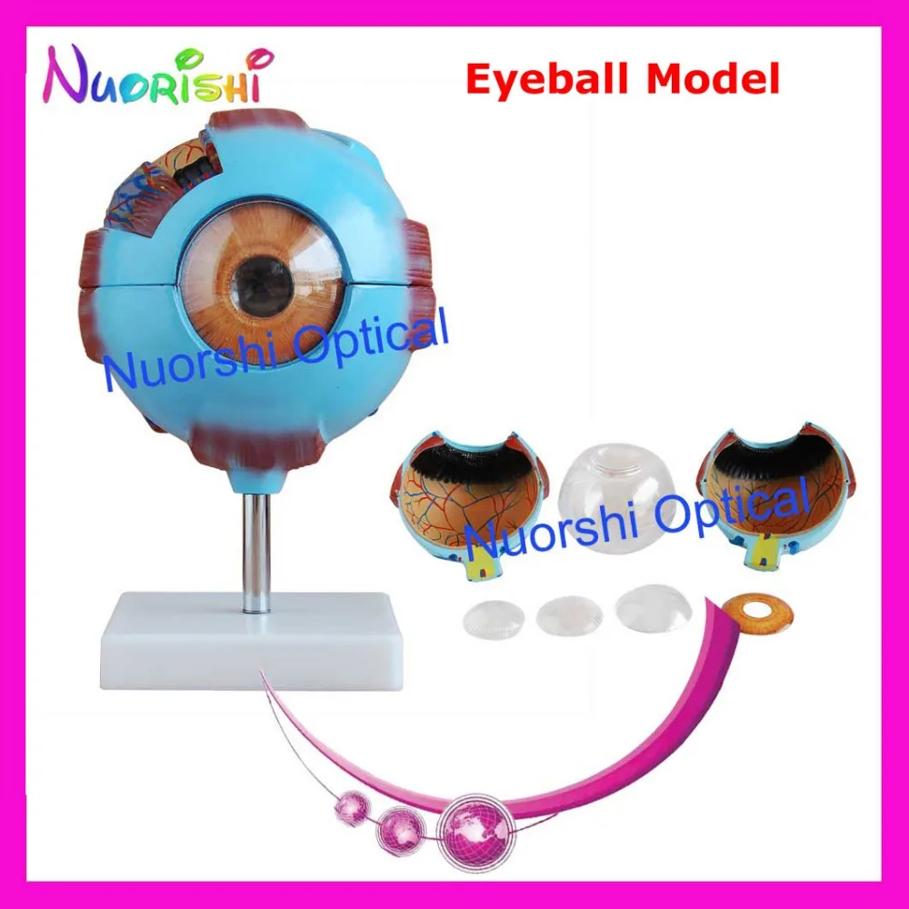 E4603 Freies Vergrößerung Modell Menschlicher Verschiffen Augapfel Anatomische Eyeball 6x A0Aqpwfxr