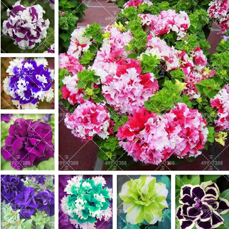 

200Pcs Petunia bonsai Mix Petunia Hybrida Hanging Petunia plants,Garden Petunia,Bonsai Plantas for Home Garden Decoration flores