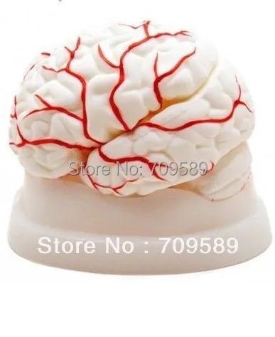 

HOT SALES advanced Anatomical mBrain model with Arteries