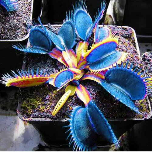 

100 PCS Potted Insectivorous Giant Clip Flytrap bonsais Carnivorous Plan