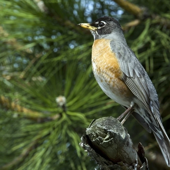 Robin Perched On A Branch  Botanical Garden  Montreal  Quebec Poster Print (17 x 11)