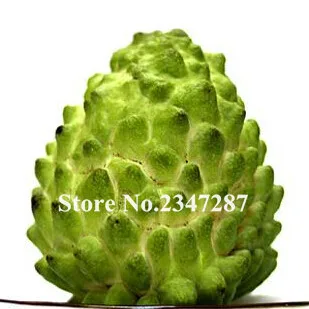 Горячая Распродажа! 10 шт. чиримола фрукты голова Будды фрукты Cherimoya тропический сахар яблоко Sweetsop Annona дерево