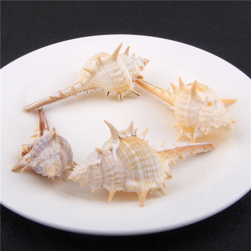 

5pcs 73*27mm Natural conch Spiral Shell for DIY handmade pendant Sea Shells For DIY Crafts Home decoration Aquarium decoration