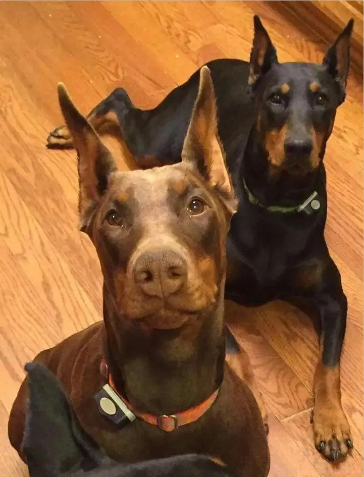 5D алмазная вышивка крестиком, Doberman Pinscher, DIY Алмазная вышивка, полная квадратная 3D Алмазная мозаика, стразы, Новое поступление