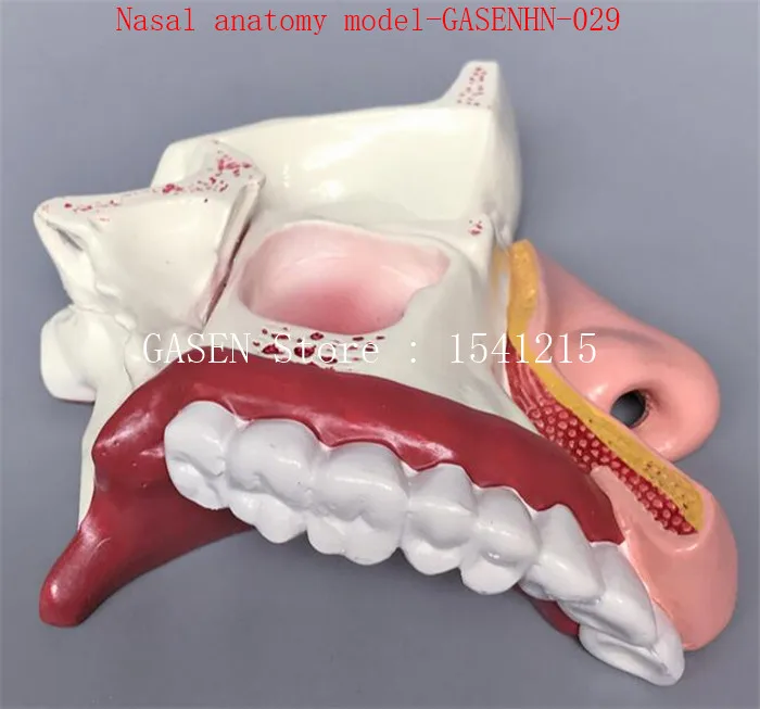 Отдел Ent нос модели внутренней структуры лица анатомия модель медицины носовые Анатомия model-GASENHN-029