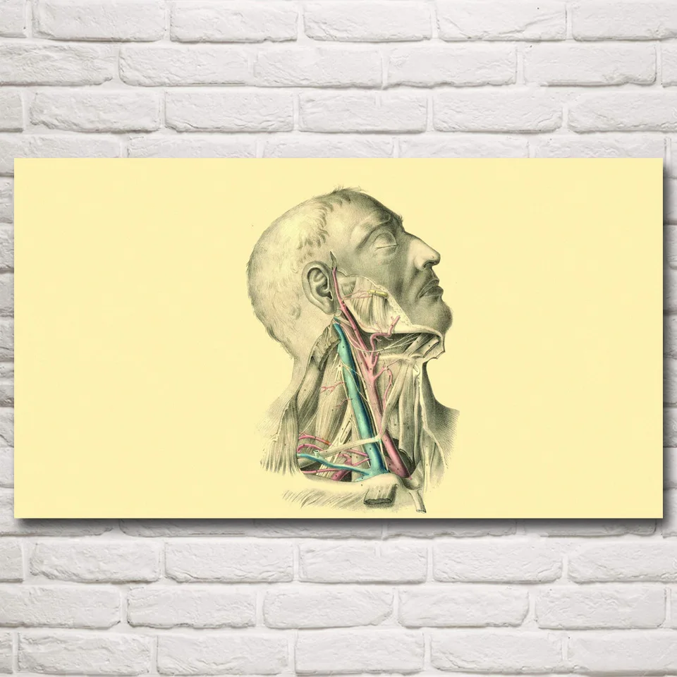 

FOOCAME Anatomy Arteries Muscles Medicine Art Silk Posters and Prints Wall Pictures Living Room Decoration Pictures