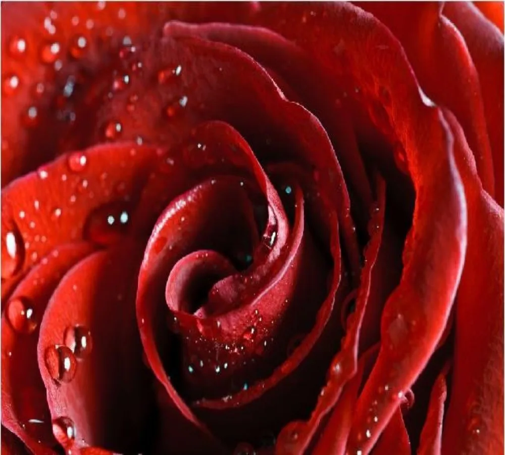 conew_rose wallpaper (1)