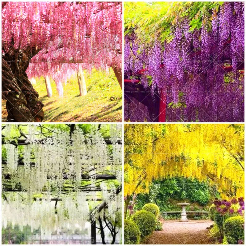 10pcs Mixed Colors Wisteria Tree Bonsai Plants Beautiful ...