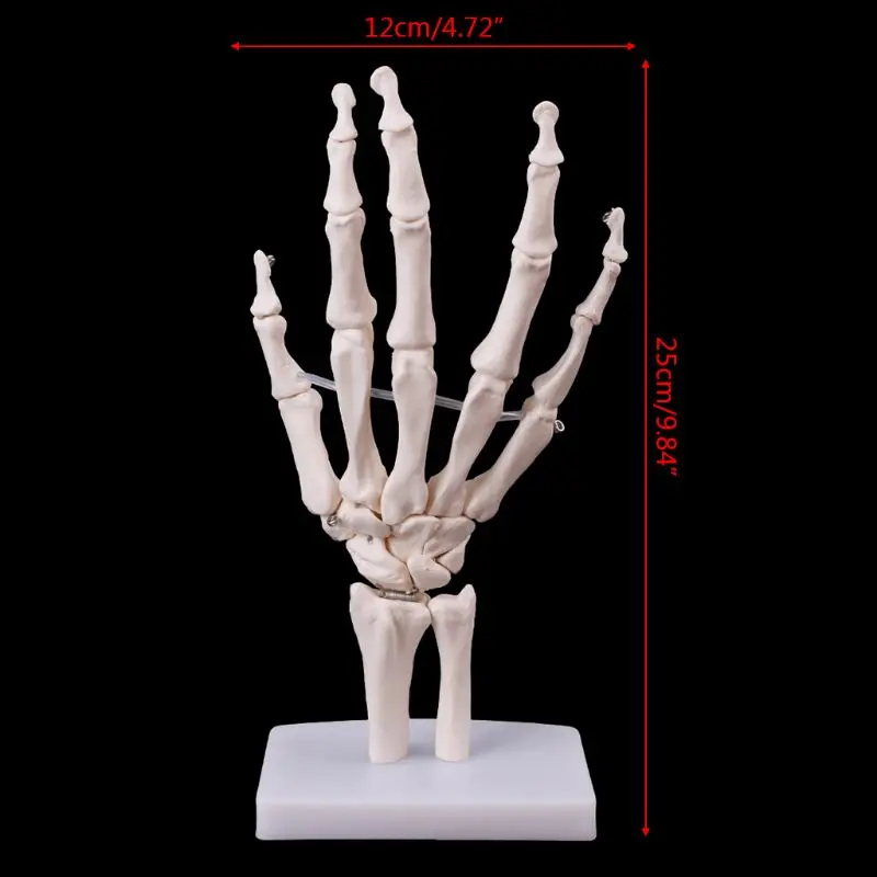 Анатомическая модель скелета для ручного сустава, медицинский анатомический инструмент для исследования, медицинский канцтовары в натуральную величину