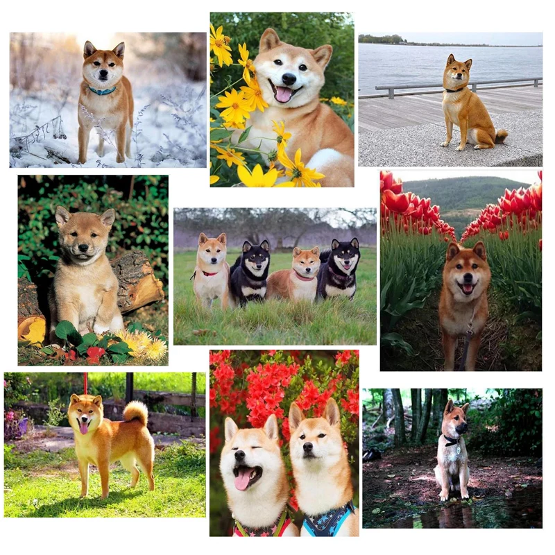 

picture of rhinestones,Shiba Inu dog,DIY,Full,Diamond painting,puzzles mosaic,Animals Diamond Embroidery dog,house decor JS4155