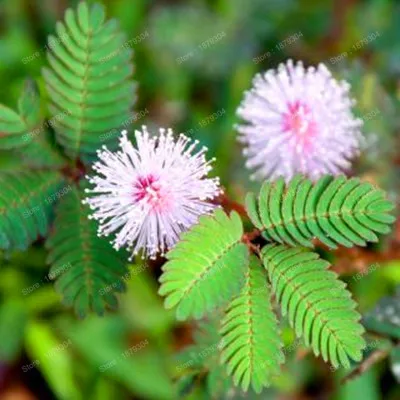 Многолетний Mimosa Pudica Цветочный ЗАВОД Бонсай Mimosa цветок Флорес для дома сад разумный листва цветок предсказать землетрясение 200 - Цвет: Синий