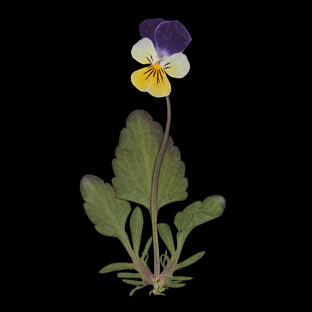 12x Pressed/Dried Flower Pansy Flowers For DIY Scrapbooking Card Arts Crafts Artificial Decorations