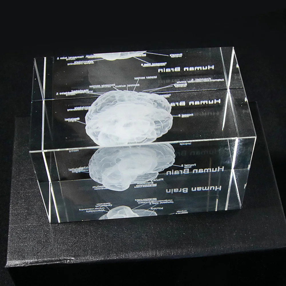 Details about   Laser Etched Brain 3D Human Anatomical Model Paperweight Crystal Glass Cube Gift 