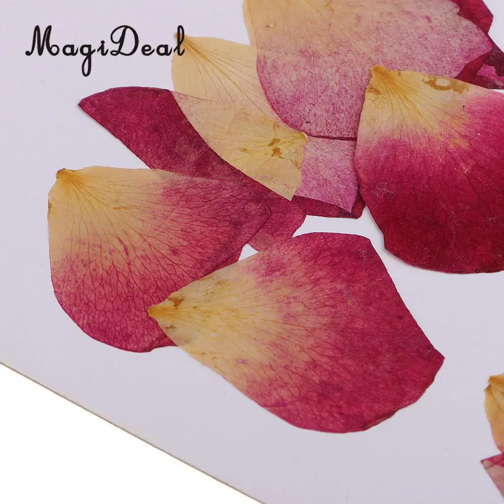 10 / 20Pcs Beautiful Real Pressed Rose Petal Babysbreath Flowers Dried Flowers for Art Craft Scrapbooking DIY Resin Jewelry