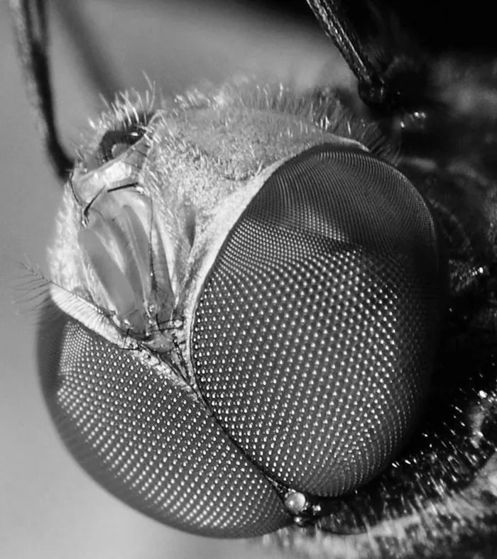 Диаметр 110 мм соединение глаз honey comb линзы Френеля fly объектив микролинз accry