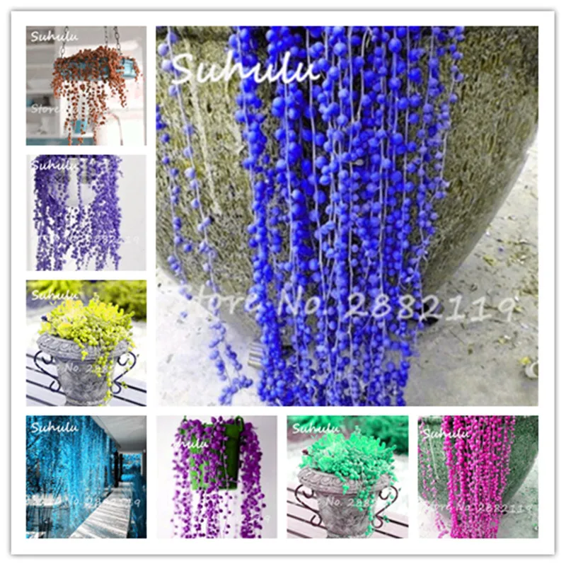 

100 Pcs Blue Pearl Chlorophytum Bonsai, Office Desktop Flowers Hanging Succulents Anti-Radiation Computer Pots Plants Purify Air