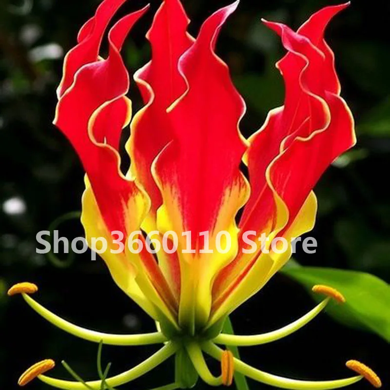 

50pcs / bag plantas para jardin lily bonsai Plantas , cheap perfume lilies plant for Garden and home Mixing different varieties