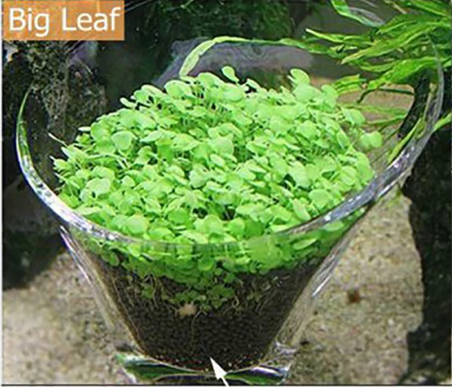Aquarium Water Grass Mini Large Leaf Live Plant Fish Tank Decor