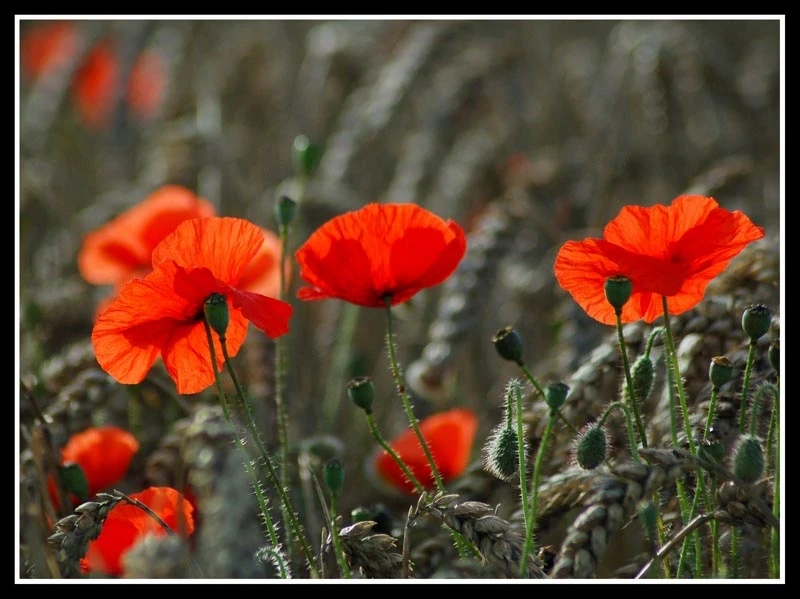 

Hot red Poppies printed as home decoration canvas wall art , cotton canvas nature art picture free shipping