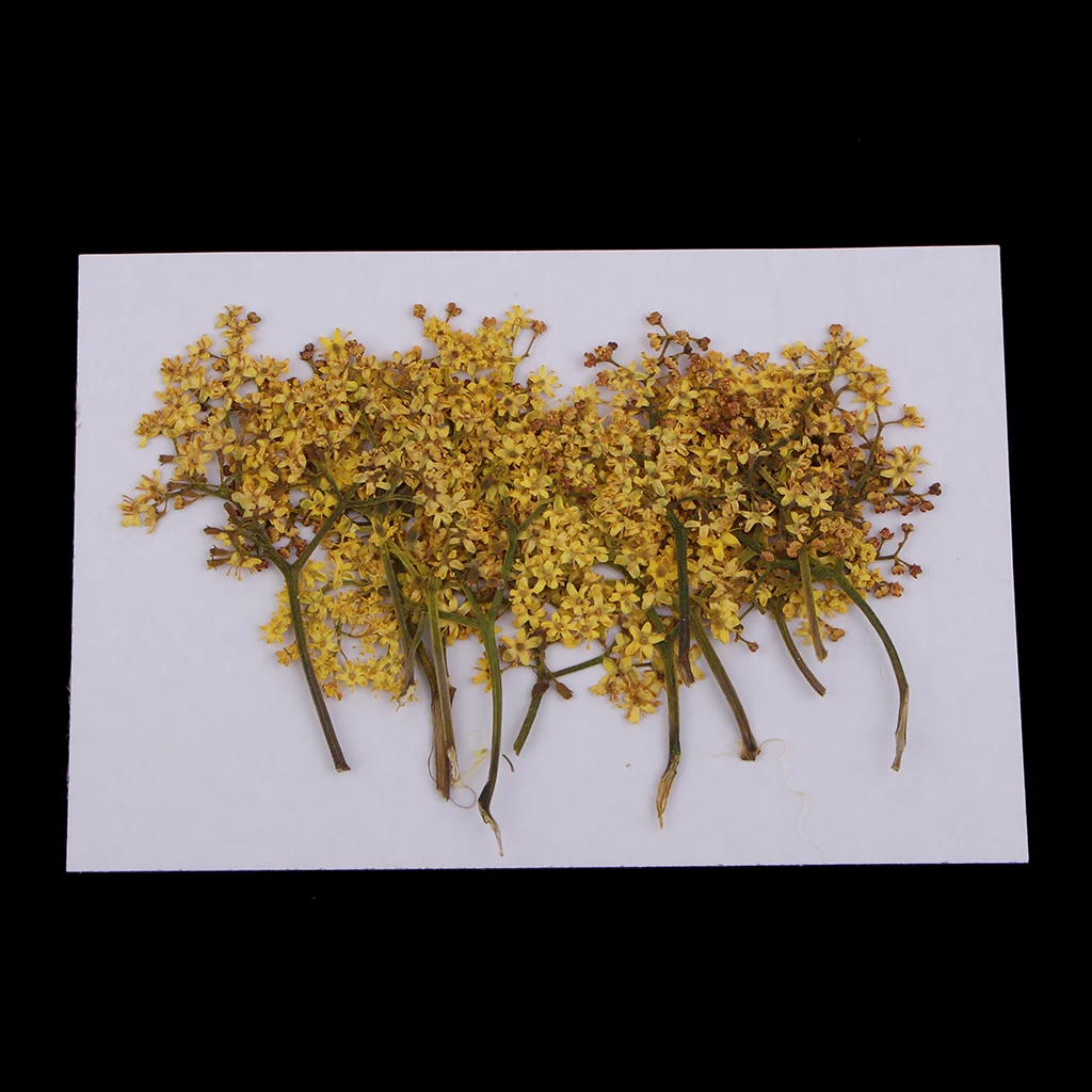 12 Pieces Natural Pressed Real Dried Flower for Soap Candle Making Decor Resin Casting DIY Ornament Craft