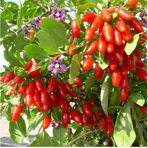 Compra goji baya del árbol online al por mayor de China