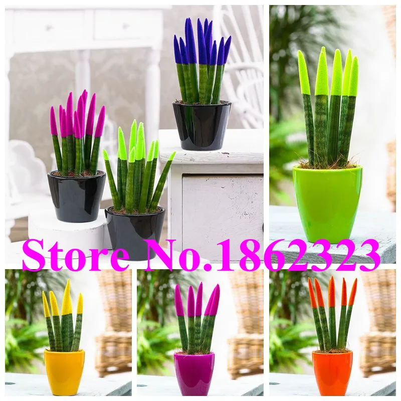 100 Pcs Colorful Bonsai Sansevieria Trifasciata Prain Rare Tiger Flower Succulent Purifying Air Potted Plants Diy Home Garden