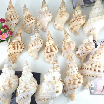 

Free Shipping(1pcs/lot)Charonia Tritonis Natural Shell & Conch Home Decoration Aquarium Landscaping Shell Ornaments