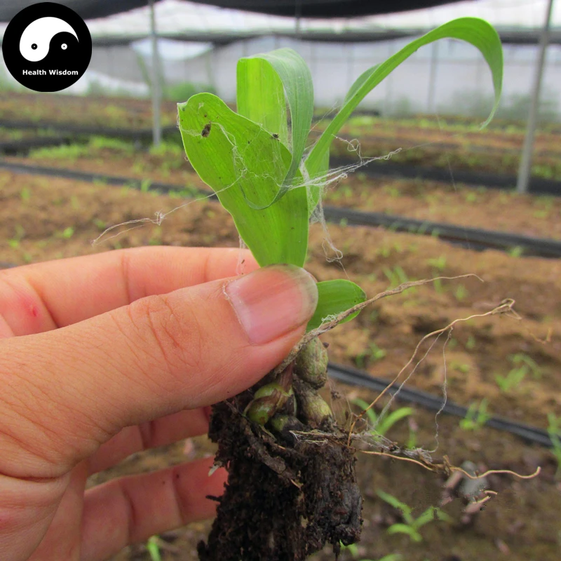 

Buy Herb Bletilla Striata Semente 100pcs Plant Orchid Bletilla For Bai Ji