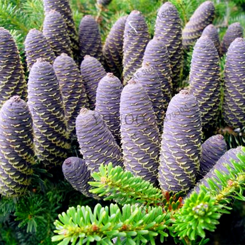 100 шт./пакет Корейская ель flores, аbies koreana дерево бонсай растения для украшения сада, для домашнего использования, легко растить