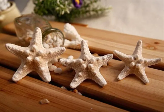 Starfish12