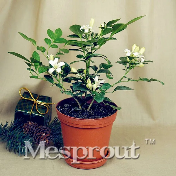 

Chinese Box Murraya Exotica Bonsai 100pcs, Lakeview Jasmine Murraya Paniculata Bonsai, Diy Easy Growth For Home Garden