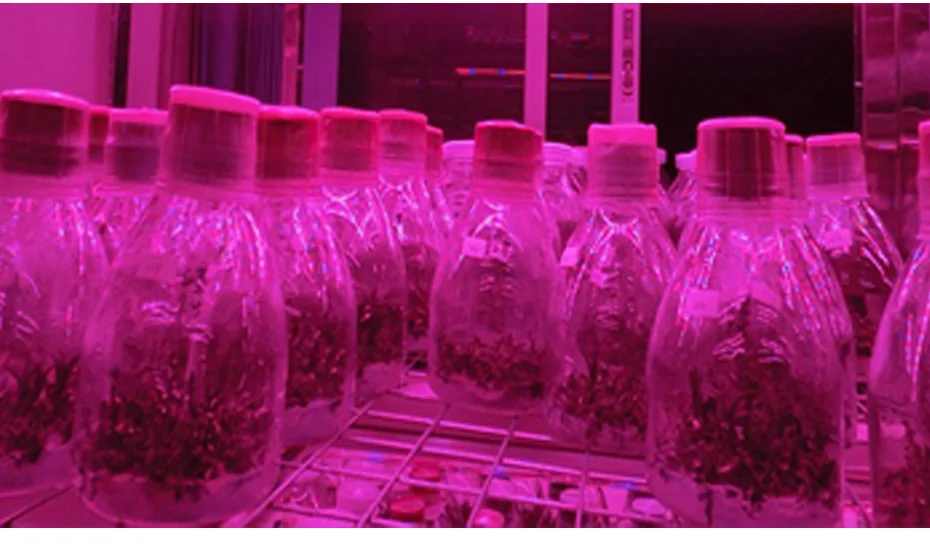 15 Вт Светодиодный светильник для выращивания растений, полный спектр, светодиодный светильник для выращивания растений, белый, красный, синий, УФ ИК-светильник, цветная лампа для растений
