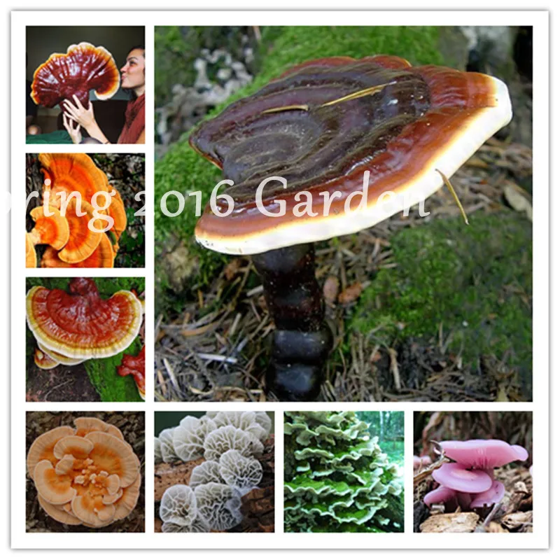 

100 Pcs Ganoderma Lucidum Bonsai,Chinese Lingzhi Reishi Mushrooms Bonsai Heirloom Organic Delicious Vegetable Wild Plant
