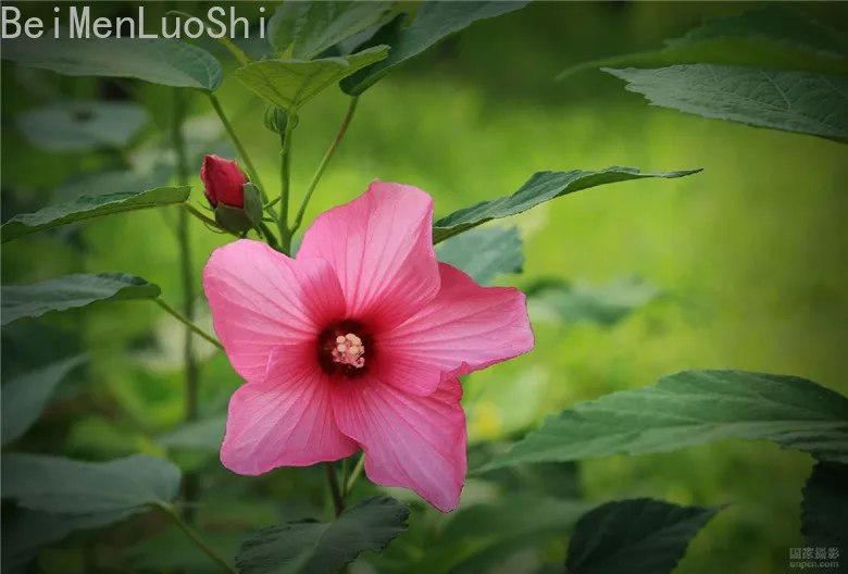 House Plants Bonsai Okra Seeds Peltatum Tree Bonsai Perennial Flower Indoor Rooms Seedsplant for Home Garden 50pcs House Plants Bonsai Okra Seeds Peltatum Tree Bonsai Perennial Flower Indoor Rooms Seedsplant for Home Garden 50pcs