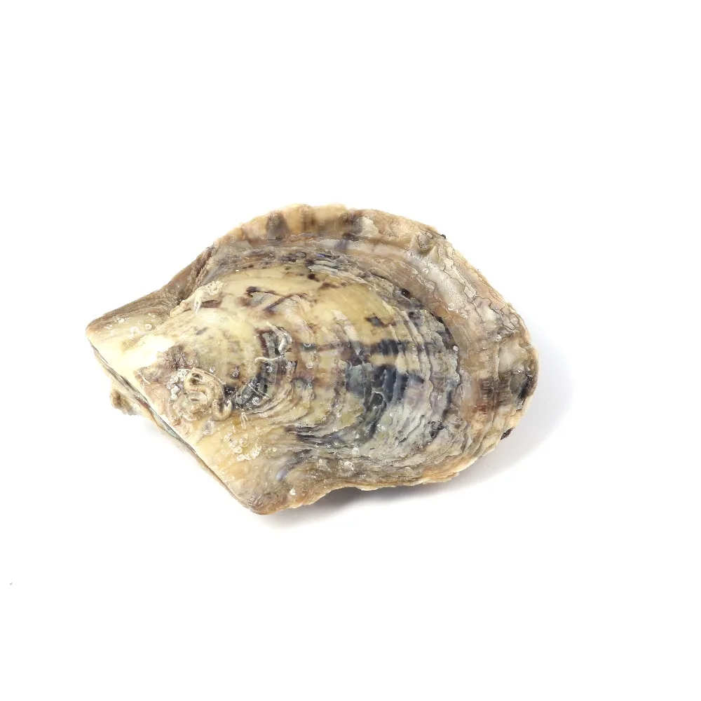 1 шт случайный цвет жемчуг Oyster двойной соленая вода с круглым жемчугом для