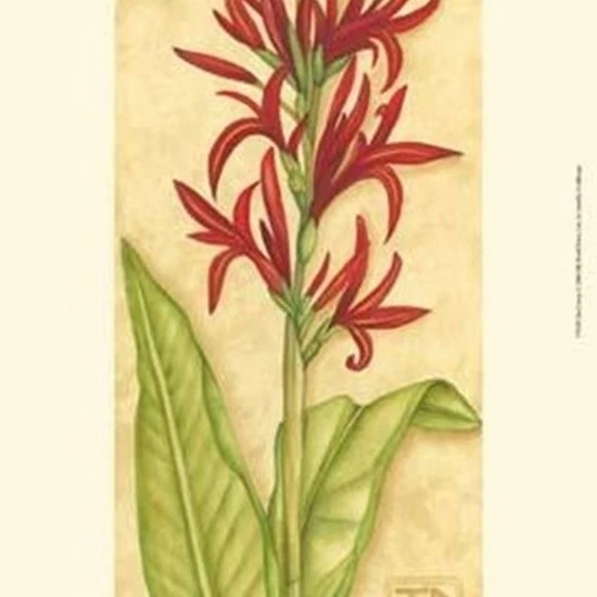 Red Canna Poster Print by Jennifer Goldberger (13 x 19)
