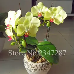 Высокое качество фаленопсис Бонсай горшках Phalaenopsis Orchidee цветок желтый фаленопсис орхидеи бонсай 50 шт