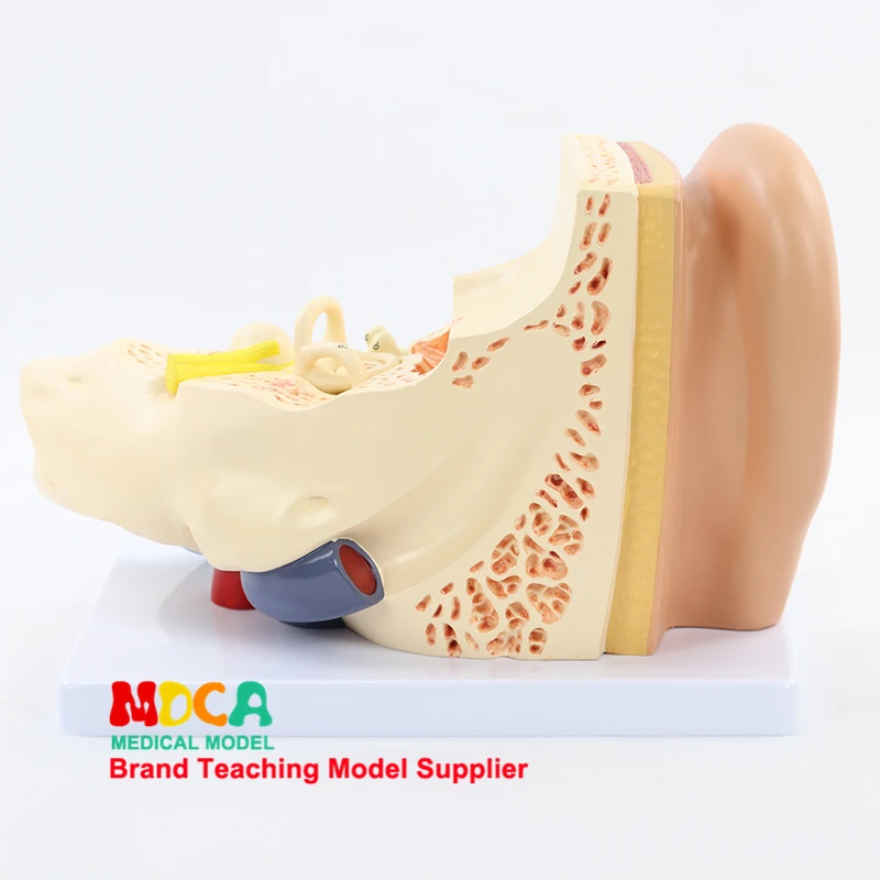 Разборки 3 компонентов уха анатомическая модель уха слуховых косточек лабиринт модели ушной раковины медицинское учение MED001