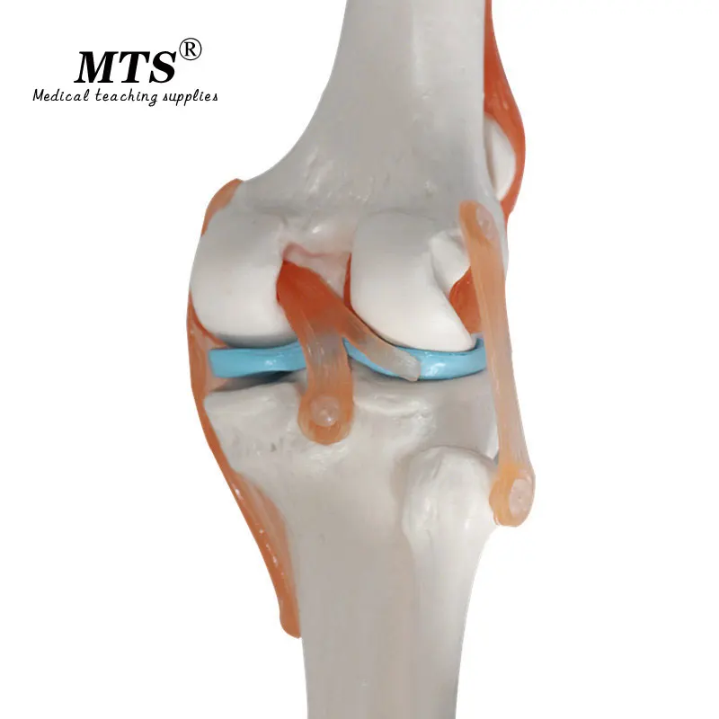 Высококачественный человеческий анатомический Скелет коленного сустава с связкой анатомическая модель травматический пистолет медицинская учебная помощь