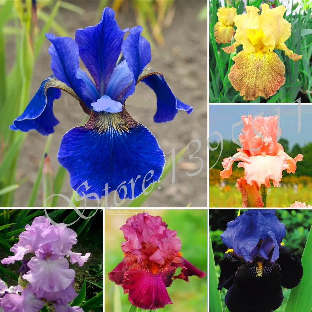 

100pcs Orchid Iris Germanica . Rare Bonsai Orchid Flower For garden. Home & Garden Perennial