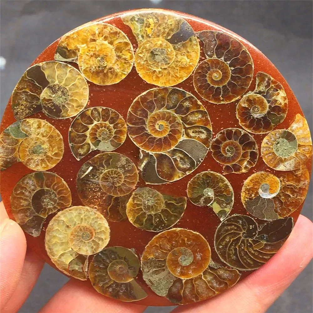 1 шт. натуральная оболочка улитки fossil Jurassic disc полуоткрытый nautilus Madagascar + кронштейн